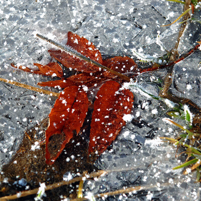 氷に閉じ込められた落ち葉