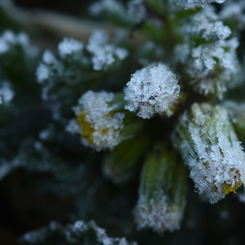 ノボロギクについた霜