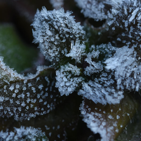 オオイヌノフグリについた霜