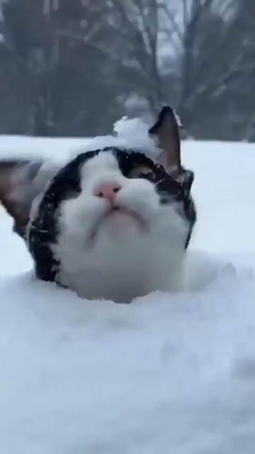 un chat court dans la neige et se plante dans une butte. il en émerge porteur d’une couronne blanche comme le diamant