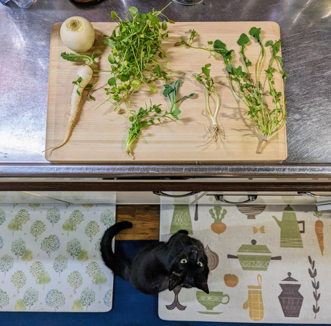 Hogarth the cat waiting for his chance to grab a delicious looking leaf.