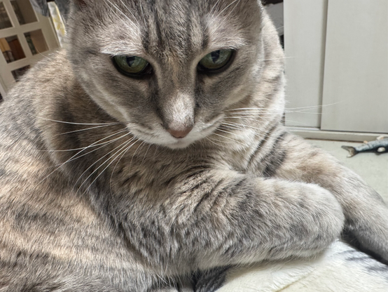 爪を切られる気配を察して手を隠す猫