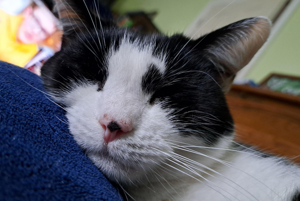 Close-up of face of a black and white cat, eyed closed and asleep, chin resting on a blue blanket