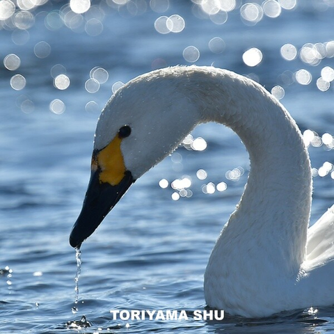 コハクチョウの頭部をクローズアップした写真