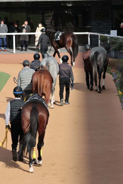 京都競馬場のパドックにて。様々な色のウマケツ。