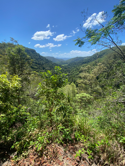 The view of Australia from the hiking trail at Kondallila Falls, QLD.