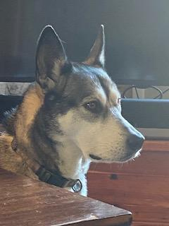 It is a photo of a husky mutt with large ears.