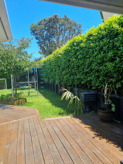 A picture of a garden on a bright sunny day