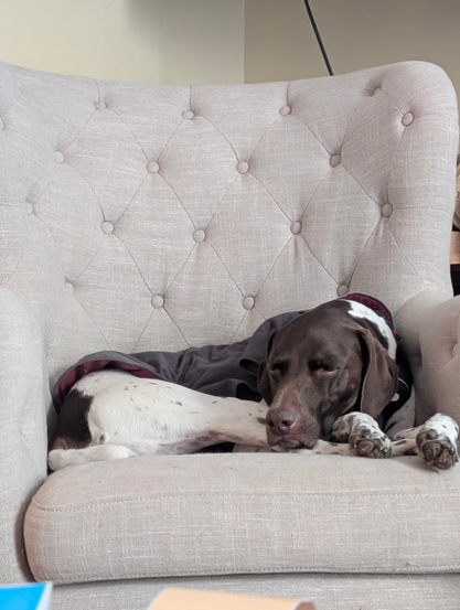 A picture of a German Shorthaired Pointer sleeping cozily on a wingback chair upholstered with beige canvas.