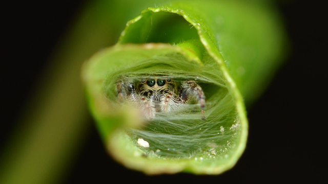 A photo of a jumping spider looking out of a leaf that's curled into a tube. The entrance to the tube has web across it.