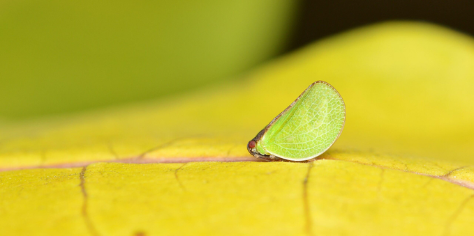 A photo of a two-striped planthopper on a yellow milkweed leaf.