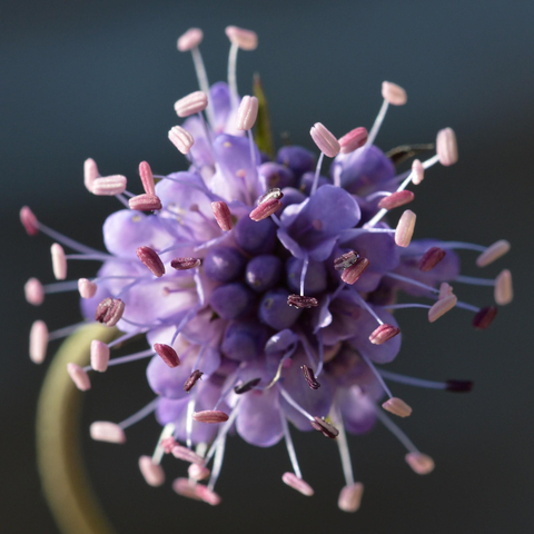 A photo of a cluster of purple devil's-bit scabious flowers.