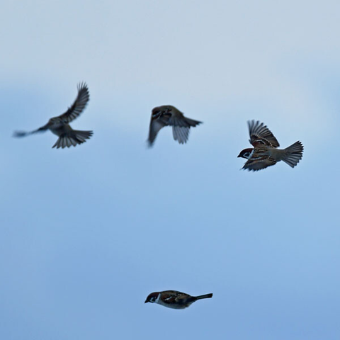 薄暗い空を背景に飛ぶ4羽のスズメ