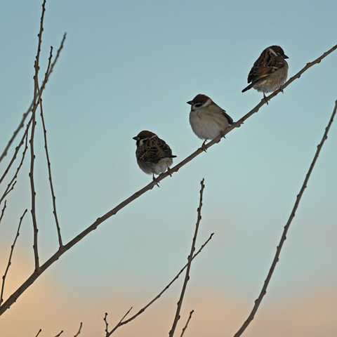暮れゆく空を背景に枝に止まる3羽のスズメ