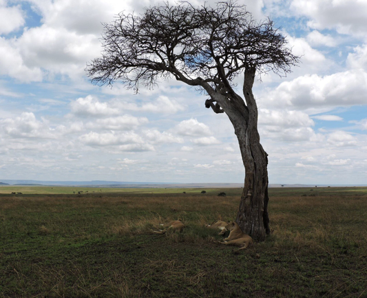 A leafless tree in the middle of an otherwise open area of short grass. The sky is very cloudy. Below the tree are three lionesses lying down.