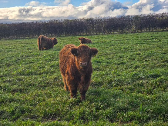 A red, fluffy Highland calf staring quizzically right at the camera because he's just a baby