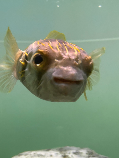 A zoomed in shot of a very cute Pufferfish with yellow spikes and gray base.