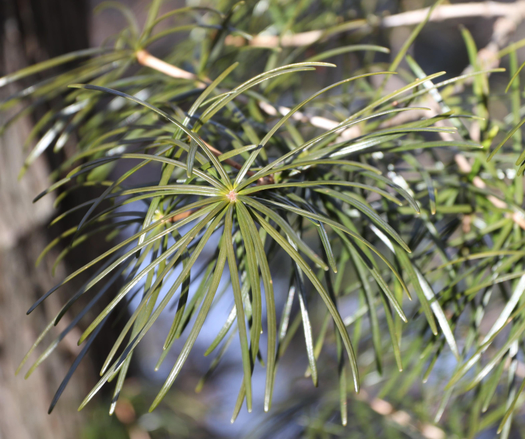 Umbrella pine, a plant used by Ono-no-Takamura as a talisman to cross over to the underworld.