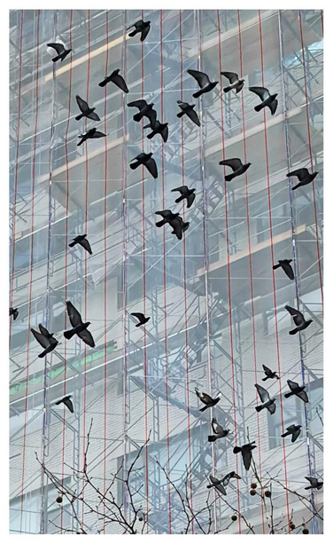 A flock of pigeons in flight, all soaring diagonally towards the upper right of the image. In the background are the windows, ledges, and fire escapes of a high-rise building, seen at an angle such that their lines are roughly parallel to the pigeons’ flight path. The entire building facade is veiled behind construction netting, which is divided by vertical red strips all across the image. The top branches of a leafless tree push up from bottom frame.