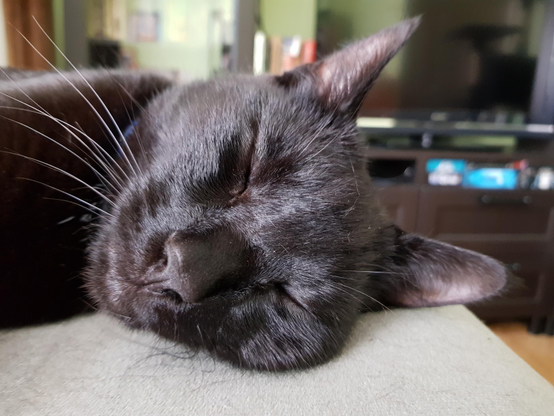 A close-up of a black cat's face, eyes closed and asleep. He looks happy and comfortable