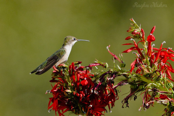 I caught this Hummingbird taking a well-deserved rest on a Cardinal Flower (Lobelia cardinalis).
There is something truly special about the relationship between these two. The Cardinal Flower has evolved specifically for the hummingbird; its deep, tubular blooms are difficult for bees to navigate, making the hummingbird its primary and in many ways, its only pollinator.
As the bird reaches deep for that nectar, the flower’s anthers delicately brush pollen onto the hummingbird's head, ready to be carried to the next brilliant red spike.
Nature’s engineering at its finest!