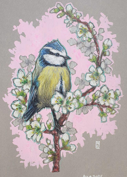 A small colour drawing of a little blue tit bird sitting on a branch that is covered in white blossom. The drawing has a pink background and is on grey pastel paper.
A colourful mix of blue, yellow, white and green makes the Blue Tit one of our most attractive and most recognisable garden visitors.
An original art work, please note that the frame is not included.
Colour pencil and mixed media on acid free toned artist paper
5 by 7 inches (12.7 by 17.8 cm).
Sold unframed