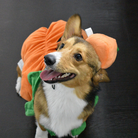 Mushu the Corgi, a brown Pembroke Welsh corgi with a white chest and an outline of black fur around his ears, smiling toward the side of the camera while sloppily wearing a pumpkin halloween costume