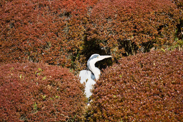 A great blue heron peeking out from a bush.