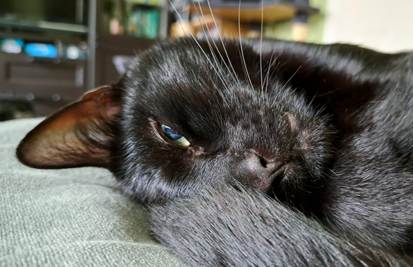 A close-up of a black cat's face. He is lying on a cushion with his head tilted so his chin is slightly raised. His eye is half open and looking at the camera, because the person taking the shot is rudely interrupting his sleep