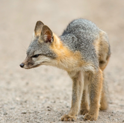 A grey fox with slightly annoyed look on their face stands on a sandy ground. Maybe you didn't bring snacks or didn't pet them, we will never know.