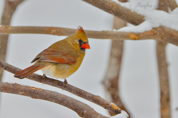 Pure white snow, a frozen branch, and one stunning female cardinal.