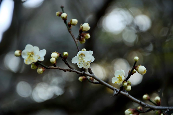 A branch which enters the frame from the bottom right corner forks on the left. It has three fresh plum blossom blooms and many young buds ready to open. Sunlight streams in from behind the tree but everything but the branch is out of focus. The blooms have tiny delicate white petals and yellow stamen.