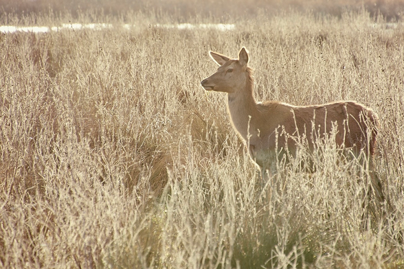 A deer standing in the grass at dusk.