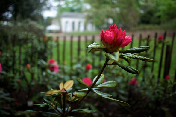 A bright pink flower on a rainy evening.