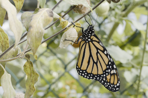 A monarch butterfly just emerged from Chrysalis and is getting ready for the first flight-picture taken last August.