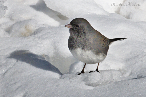 A Dark-eyed Junco  standing  on a pile of snow in a cold sunny morning.