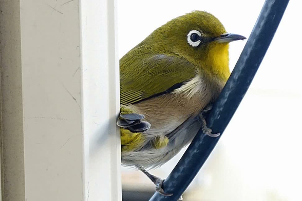 窓にぶつかり暫く脳震盪でベランダに倒れていたあと、ベランダ横の黒い衛星ケーブルに掴まり様子を窺う緑色の羽毛に白い目のフチが印象的なメジロさん。