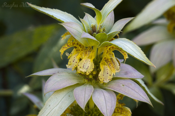 Spotted bee balm flower