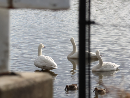 オオハクチョウとカモ