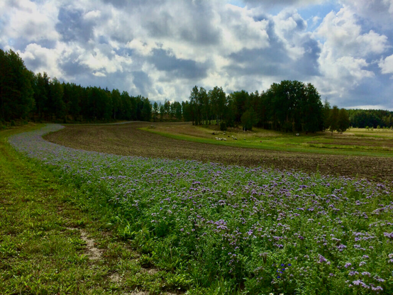 Photo of a diverse farm landscape from Finland with a flowering strip, field an untilled area with livestock and trees. There is also forest bordering the field.