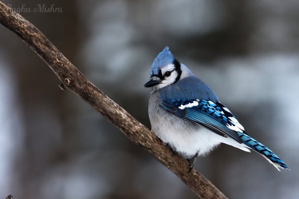 Blue jay