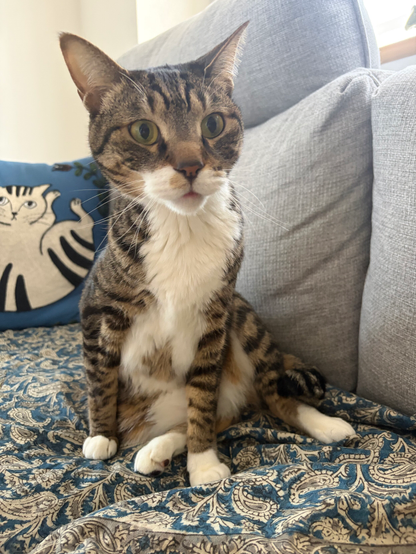 きじしろ猫がソファにお尻をつけて座っている写真。胸〜おなかは真っ白だが少し斑があり、フカフカとしている。