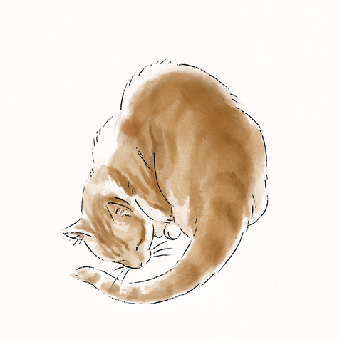 A digital watercolor drawing of an orange cat