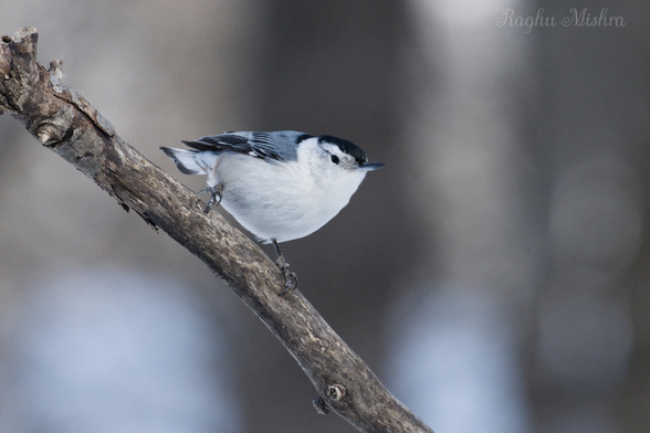 White-breasted Nuthatch