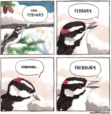 Four panel comic by falseknees (Comic by @falseknees@mastodon.social ) copyright 2020:

Panel 1:
A downy woodpecker is resting on a pine tree branch partially covered in snow. Its beak is open with a tiny bit of breath condensation coming out. A speech bubble above its head reads "Ahh... Febuary".

Panel 2:
Close up of the bird's head with a speech bubble: "Febrary"

Panel 3:
The bird's head is tilted down and it looks a bit confused, speech bubble says: "Febberary..."

Panel 4:
The bird's head is raised more confidently, mouth open wider, now saying: "Frebrury"