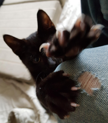 Norbert, a black kitten, is climbing my leg. He has one claw embedded in my knee, while the other is reaching forward to attack the camera. His claws are all out and sharp. I don't remember what happened after I took this picture but I think I spent some time in bed recovering