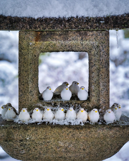 雪の日の京都のハトの神社