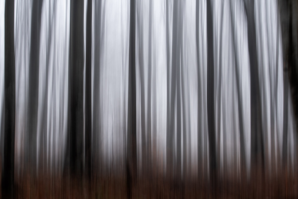 Spruce Forest in Motion (Intentional Camera Movement)