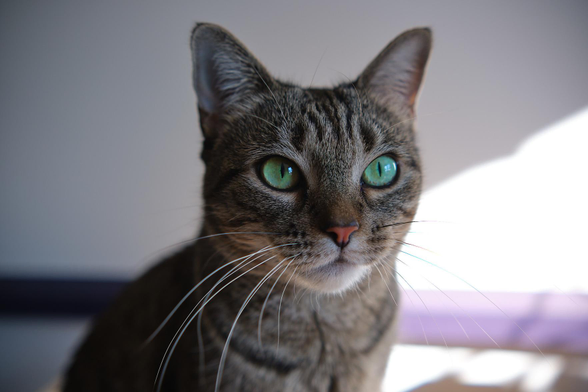 A head shot of beautiful green-eyed Lola.