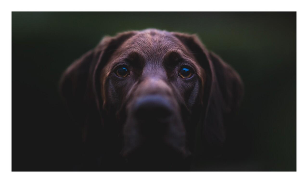 A dark picture of a dog head taken at dusk. Only parts of the dog face are lit by dim light with most of the image blending with darkness. The dog is looking directly at the camera. Its eyes are sharp and prominent with the rest of its face blurred thanks to the shallow depth of field of the lens.